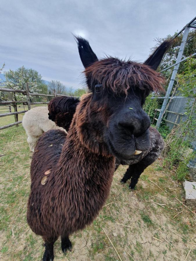 Farm stay Il Vecchio Mandorlo *